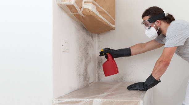 Basement Mold Remediation treatment on basement walls in Phoenix